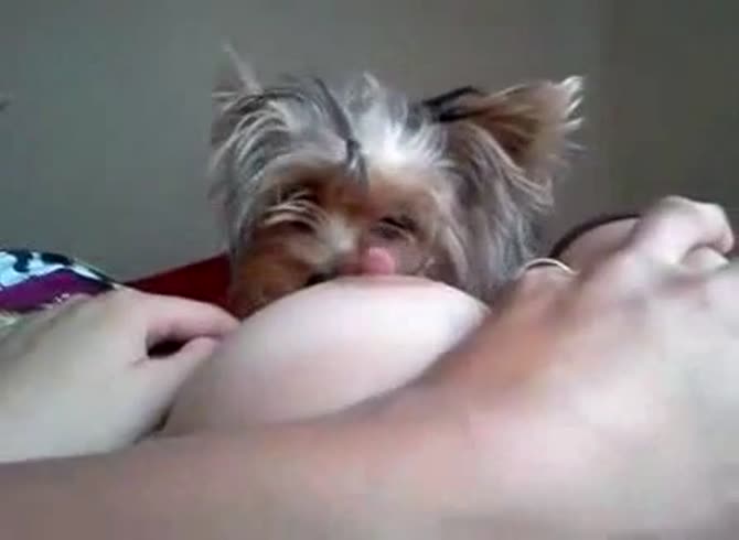 Video :Big tits girl getting her nipples licked by dog in pet porn